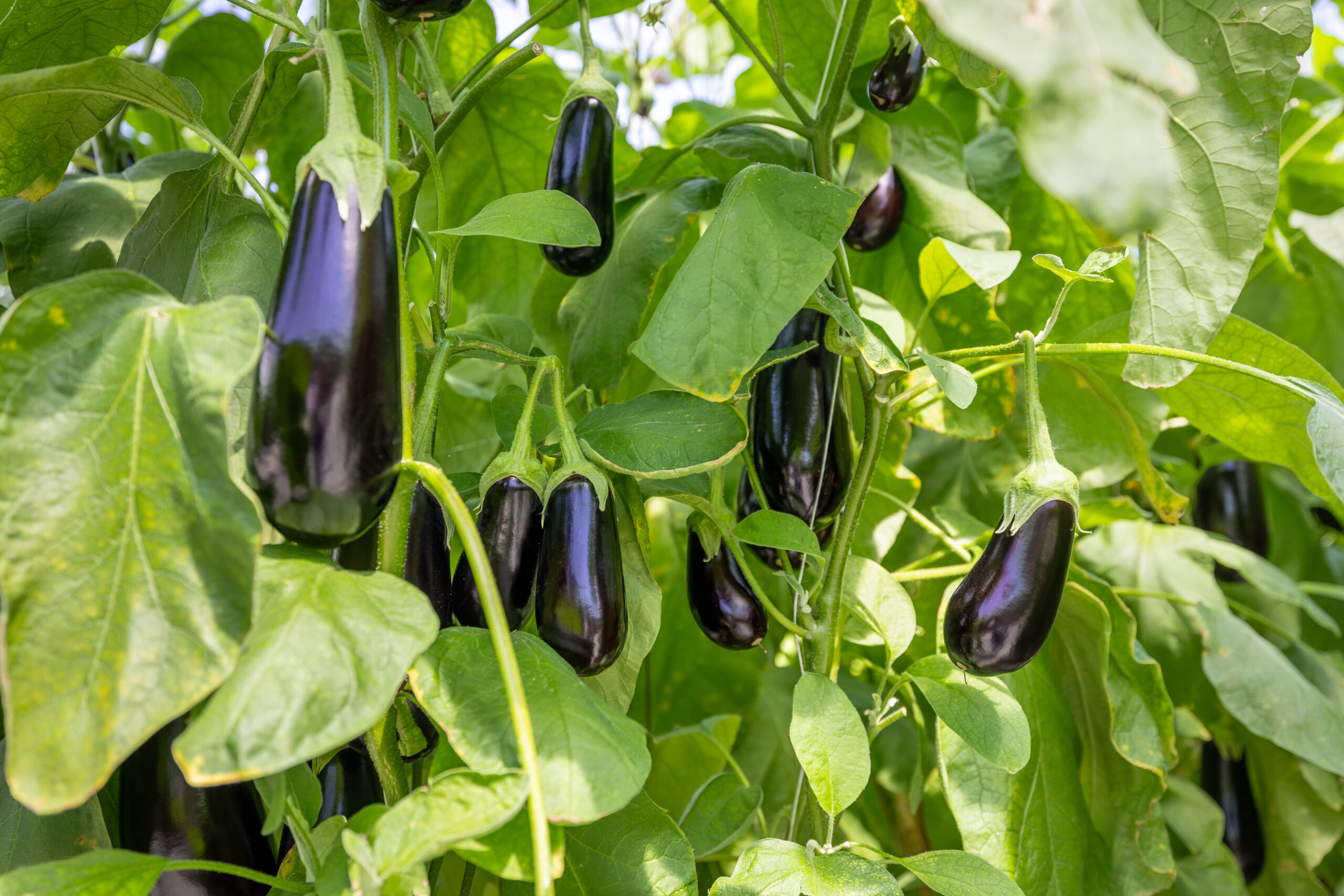 De Linge Aubergine